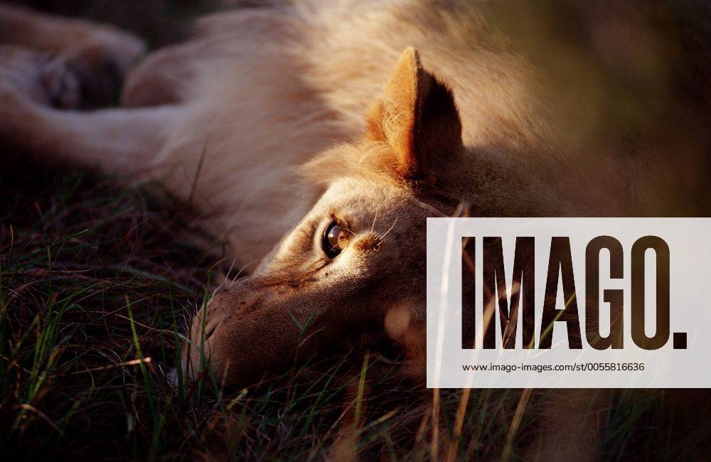 Ruhender Löwe, Loewe, Panthera leo, Südafrika, Suedafrika, Schotia Game Park Resting lion, Panthera leo, South Africa, Schotia Game Park Highlight !DATUM GESCHÄTZT!