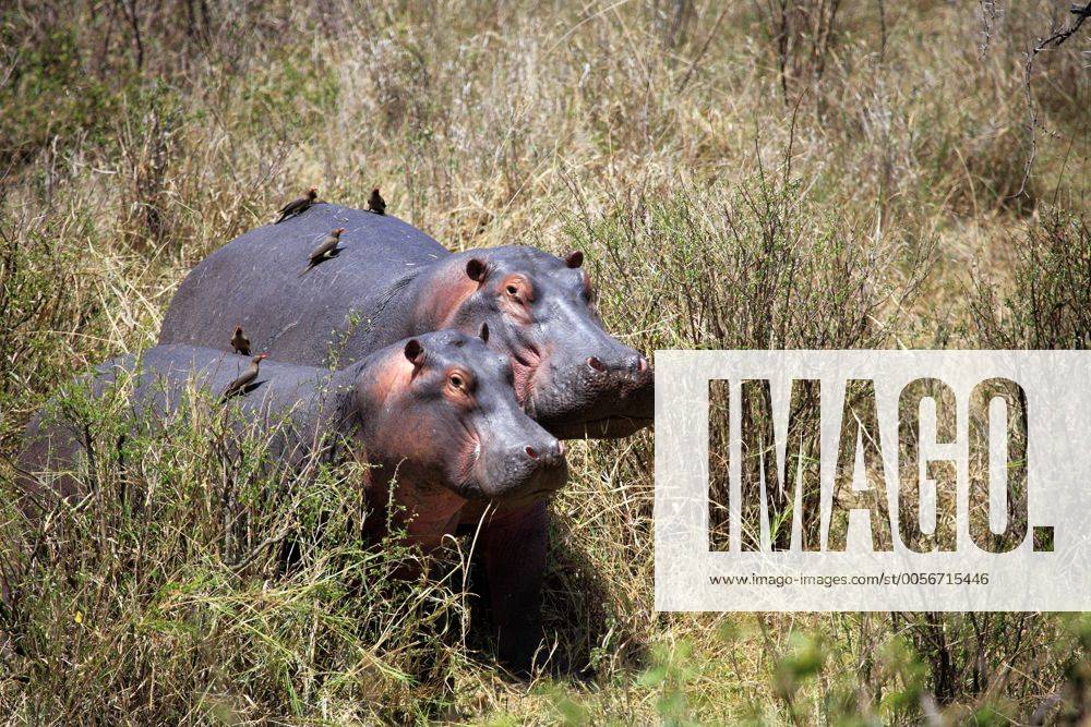 Hippopotamus amphibius (Hippopotamus), Serengeti Nationalpark, Tansania iv_003_5731
