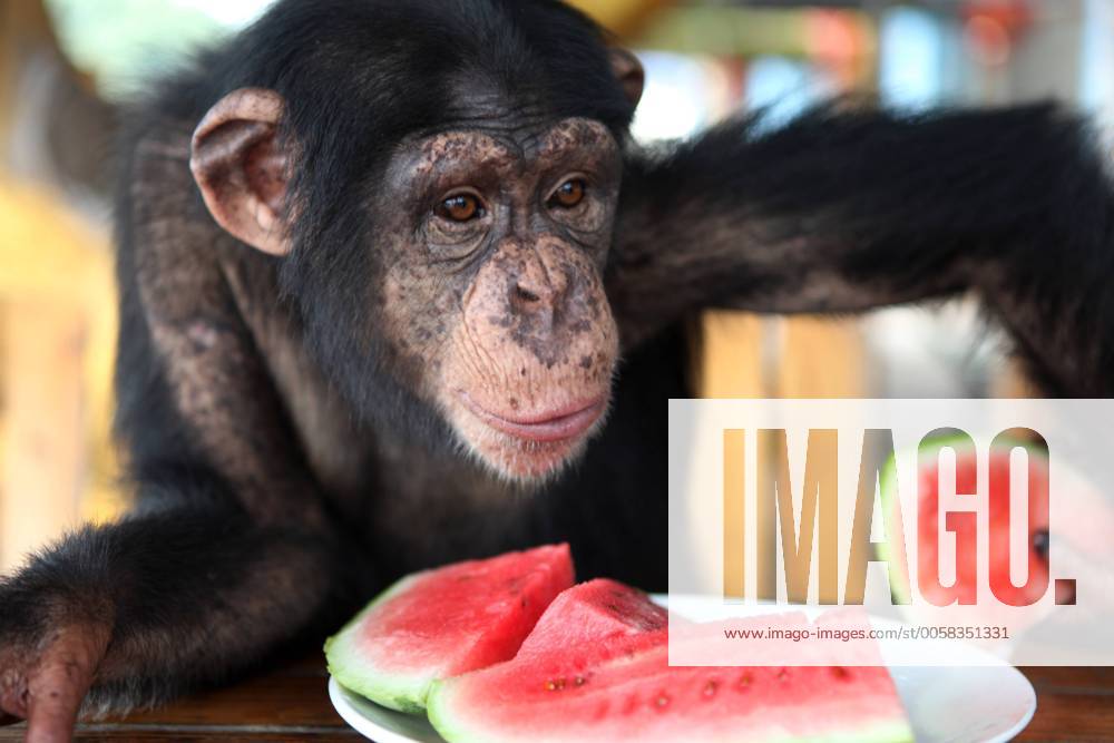 (120815) -- CHONGQING, Aug. 15, 2012 (Xinhua) -- A Chimpanzee has watermelon to relieve summer heat at Chongqing Wildlife World in Chongqing, southwest China, Aug. 14, 2012. Staff members of the zoo take a series of measures to make animals spend a comfortable summer time. (Xinhua Chen Shichuan) (lfj) CHINA-CHONGQING-ANIMALS-SUMMER HEAT (CN)