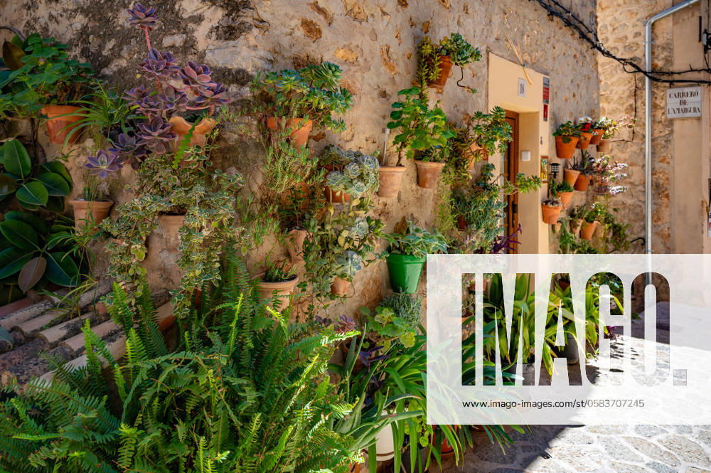 Beautiful decorated wall with plants in pots attached to a old wall in Valldemossa, Majorca, horizontal shot during sunny day, Mallorca Beautiful decorated wall with plants in pots attached to a old wall in Valldemossa, Majorca, horizontal shot during sunny day, Mallorca
