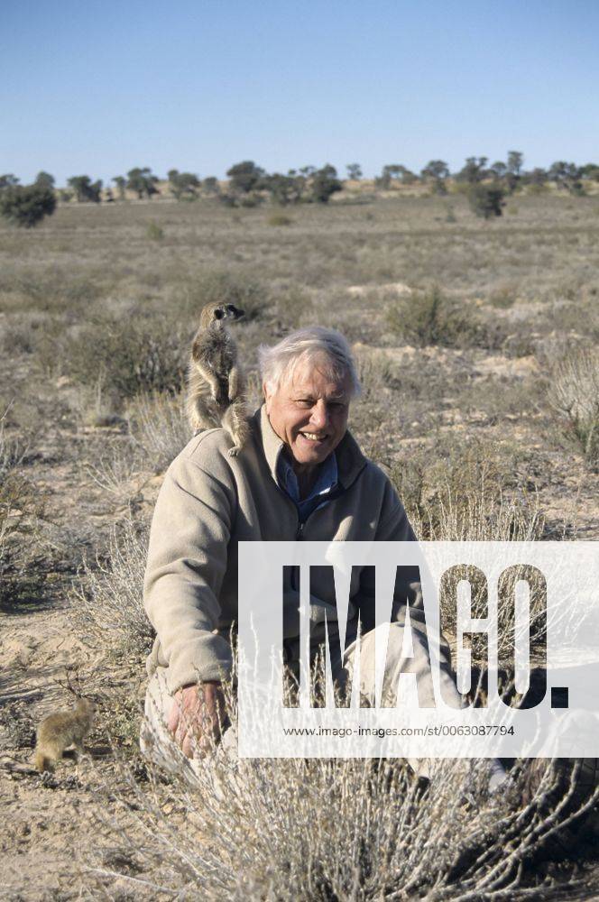 IMAGO ICONS: Sir David Attenborough Sir David Attenborough mit Erdmännchen auf der Schulter, Filmarbeiten für BBC-Serie Life of Mammals, Kalahari, Provinz Nordkap, Südafrika iblsew04018487