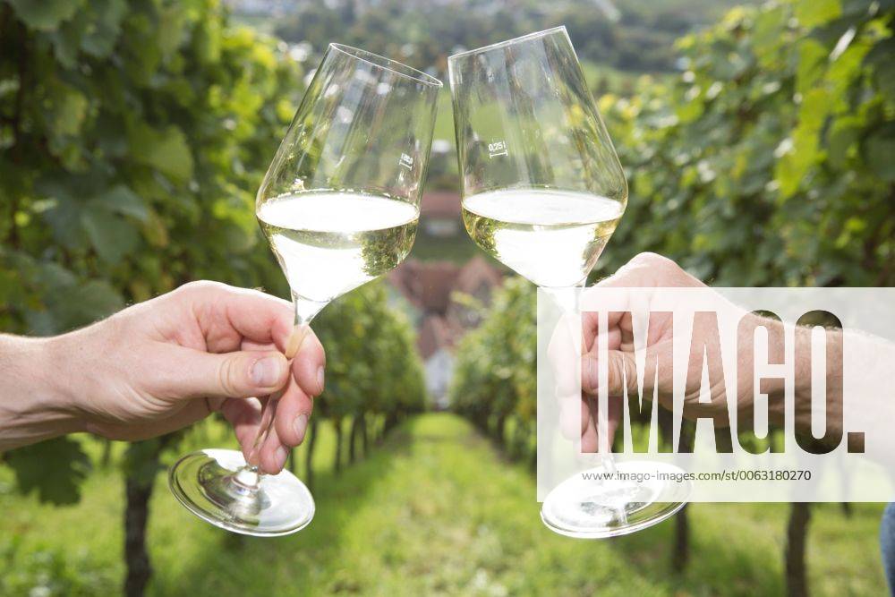 IMAGO Creative, Sommer, Weinfeste und Weinwanderungen Germany, Bavaria, Volkach, clinking glasses in vineyard model released Symbolfoto property released FKF000790