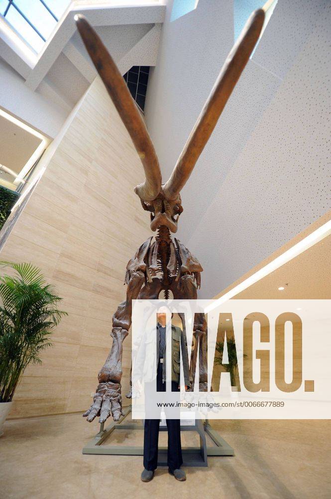 (151109) -- CHONGQING, Nov. 9, 2015 -- A visitor stands besides a fossil in the new venue of Chongqing Museum of Natural History in southwest China s Chongqing Municipality, Nov. 9, 2015. With an investment of nearly 400 million yuan (around 63 million US dollars), the new venue of Chongqing Museum of Natural History opened to the public on Monday. The universal museum contains more than 110,000 exhibits, covering the fields of astronomy, geography and biology. ) (zhs) CHINA-CHONGQING-MUSEUM-NATURE (CN) TangxYi