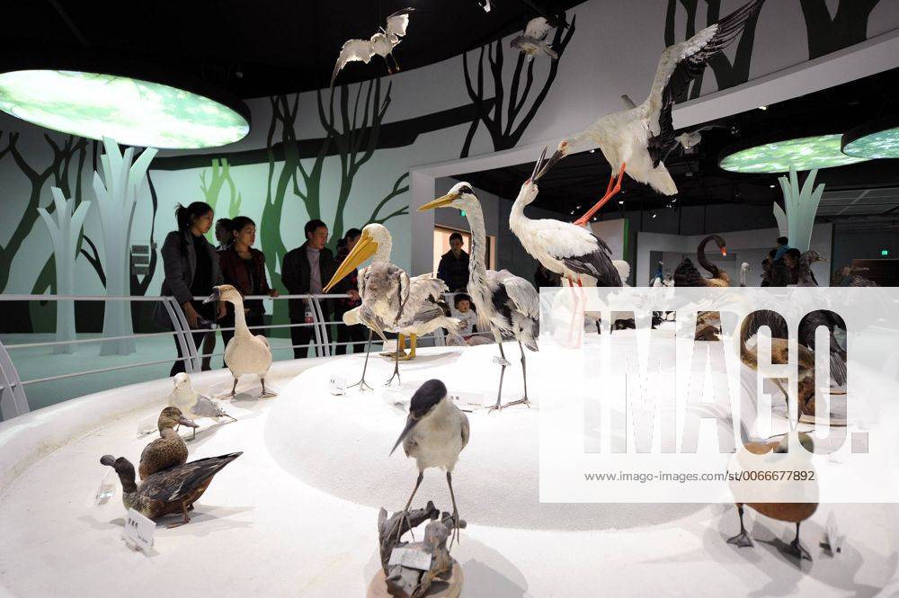 (151109) -- CHONGQING, Nov. 9, 2015 -- Visitors are seen in the new venue of Chongqing Museum of Natural History in southwest China s Chongqing Municipality, Nov. 9, 2015. With an investment of nearly 400 million yuan (around 63 million US dollars), the new venue of Chongqing Museum of Natural History opened to the public on Monday. The universal museum contains more than 110,000 exhibits, covering the fields of astronomy, geography and biology. ) (zhs) CHINA-CHONGQING-MUSEUM-NATURE (CN) TangxYi