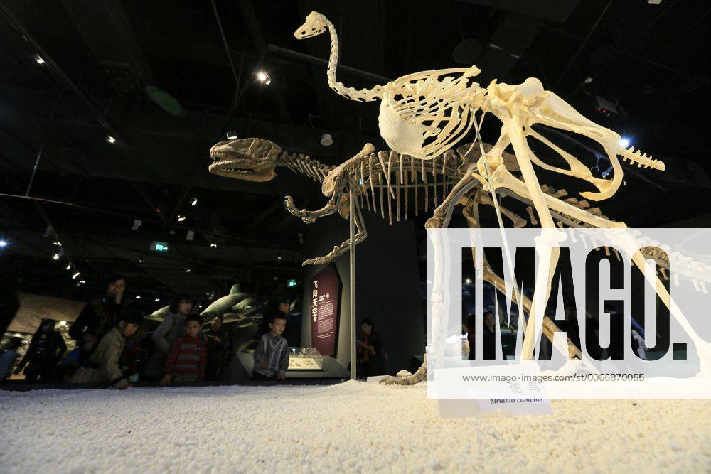 CHONGQING -- People visit the new Chongqing Museum of Natural History in Chongqing, southwest China, Nov. 15, 2015. The new Chongqing Museum of Natural History, the second largest natural museum in China, reopened on Nov. 9, 2015. ) (zwx) CHINA-CHONGQING-MUSEUM OF NATURAL HISTORY-REOPENING(CN) QinxTingfu
