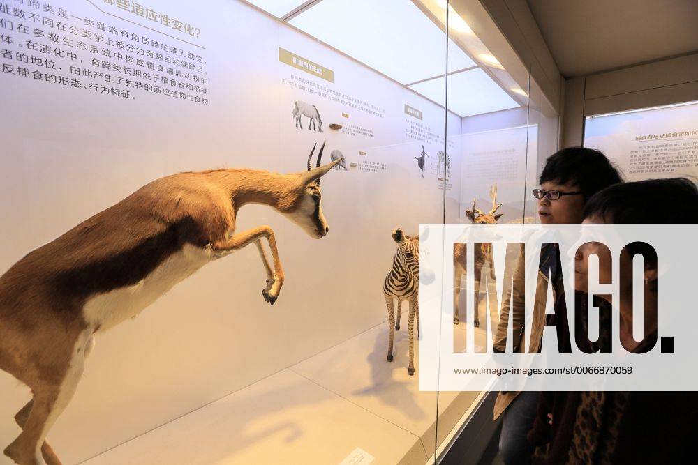CHONGQING -- People visit the new Chongqing Museum of Natural History in Chongqing, southwest China, Nov. 15, 2015. The new Chongqing Museum of Natural History, the second largest natural museum in China, reopened on Nov. 9, 2015. ) (zwx) CHINA-CHONGQING-MUSEUM OF NATURAL HISTORY-REOPENING(CN) QinxTingfu