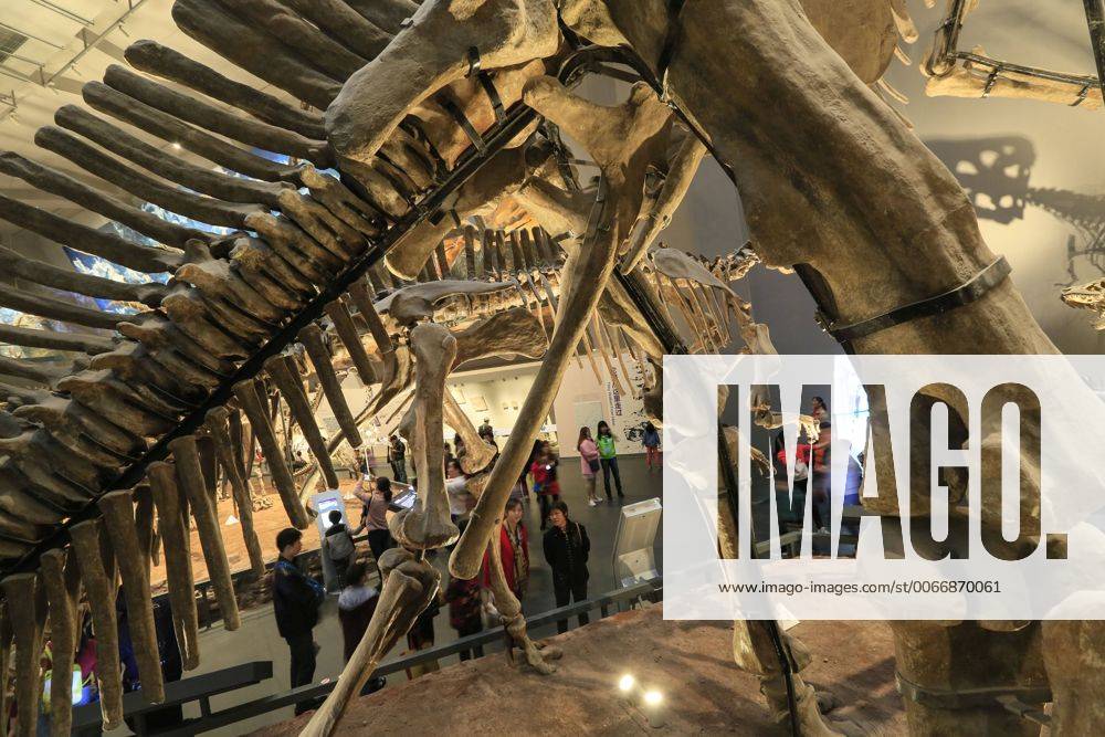 CHONGQING -- People visit the new Chongqing Museum of Natural History in Chongqing, southwest China, Nov. 15, 2015. The new Chongqing Museum of Natural History, the second largest natural museum in China, reopened on Nov. 9, 2015. ) (zwx) CHINA-CHONGQING-MUSEUM OF NATURAL HISTORY-REOPENING(CN) QinxTingfu