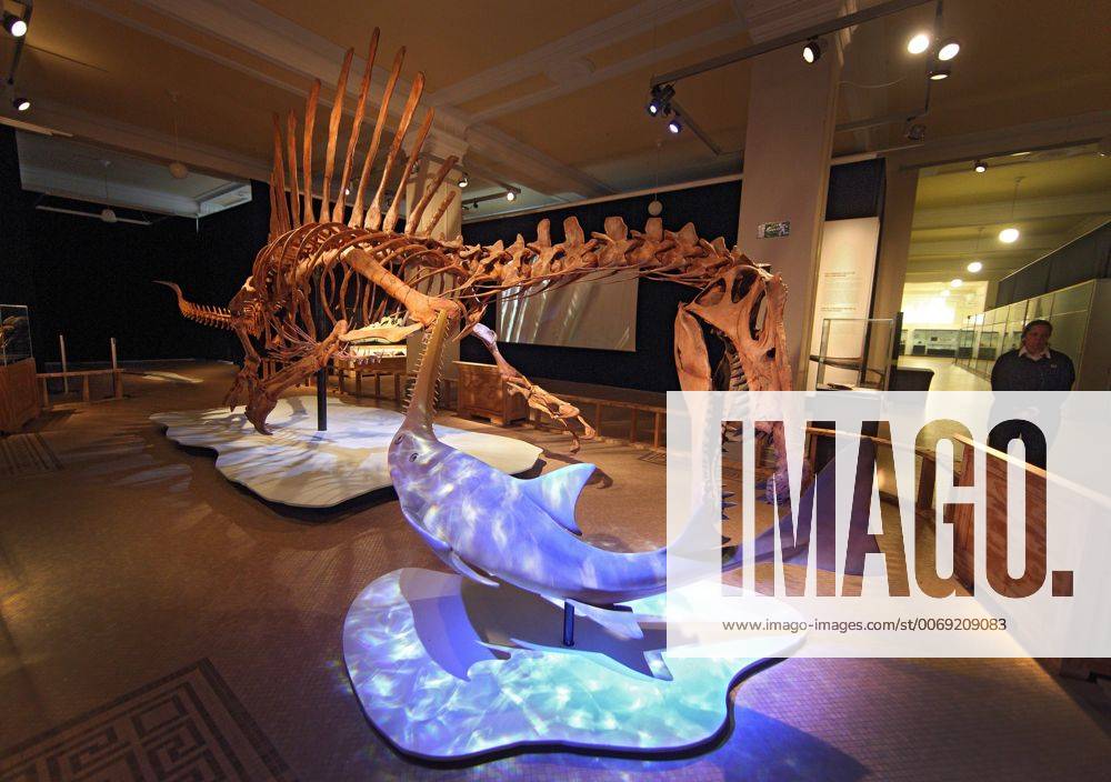 In Berlin wird ein weiteres Sensations-Exponat praesentiert: Das Skelett eines rund 15 Meter langen Spinosaurus ist im Naturkundemuseum in einer Wanderausstellung der US-amerikanischen Organisation National Geographic Society zu sehen (Foto von Montag, 08.02.16). Seit Dezember vergangenen Jahres kann zudem das Skelett des T-Rex , dem Tyroannosaurus Rex, besichtigt werden. Der Spinosaurus aegyptiacus war ein Fisch- und Fleischfresser, der vor rund 100 Millionen Jahren im heutigen Nordafrika lebte. Markenzeichen des gigantischen Dinosauriers war ein bis zu 2,20 Meter hohes knoechernes Segel ueber der Wirbelsaeule. Bei dem Berliner Ausstellungsstueck soll es sich um das weltweit erste nach wissenschaftlichen Erkenntnissen erstellte Skelettmodell des Raubsauriers handeln. (Siehe epd-Meldung vom 08.02.16) Weltweit groesster Raubsaurier ausgestellt: Berliner Naturkundemuseum zeigt Spi