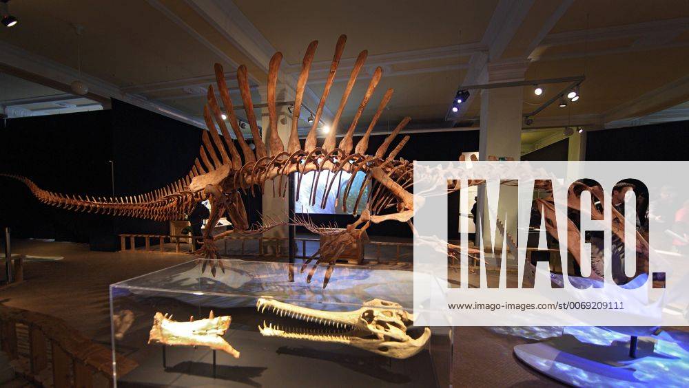 In Berlin wird ein weiteres Sensations-Exponat praesentiert: Das Skelett eines rund 15 Meter langen Spinosaurus ist im Naturkundemuseum in einer Wanderausstellung der US-amerikanischen Organisation National Geographic Society zu sehen (Foto von Montag, 08.02.16). Seit Dezember vergangenen Jahres kann zudem das Skelett des T-Rex , dem Tyroannosaurus Rex, besichtigt werden. Der Spinosaurus aegyptiacus war ein Fisch- und Fleischfresser, der vor rund 100 Millionen Jahren im heutigen Nordafrika lebte. Markenzeichen des gigantischen Dinosauriers war ein bis zu 2,20 Meter hohes knoechernes Segel ueber der Wirbelsaeule. Bei dem Berliner Ausstellungsstueck soll es sich um das weltweit erste nach wissenschaftlichen Erkenntnissen erstellte Skelettmodell des Raubsauriers handeln. (Siehe epd-Meldung vom 08.02.16) Weltweit groesster Raubsaurier ausgestellt: Berliner Naturkundemuseum zeigt Spi