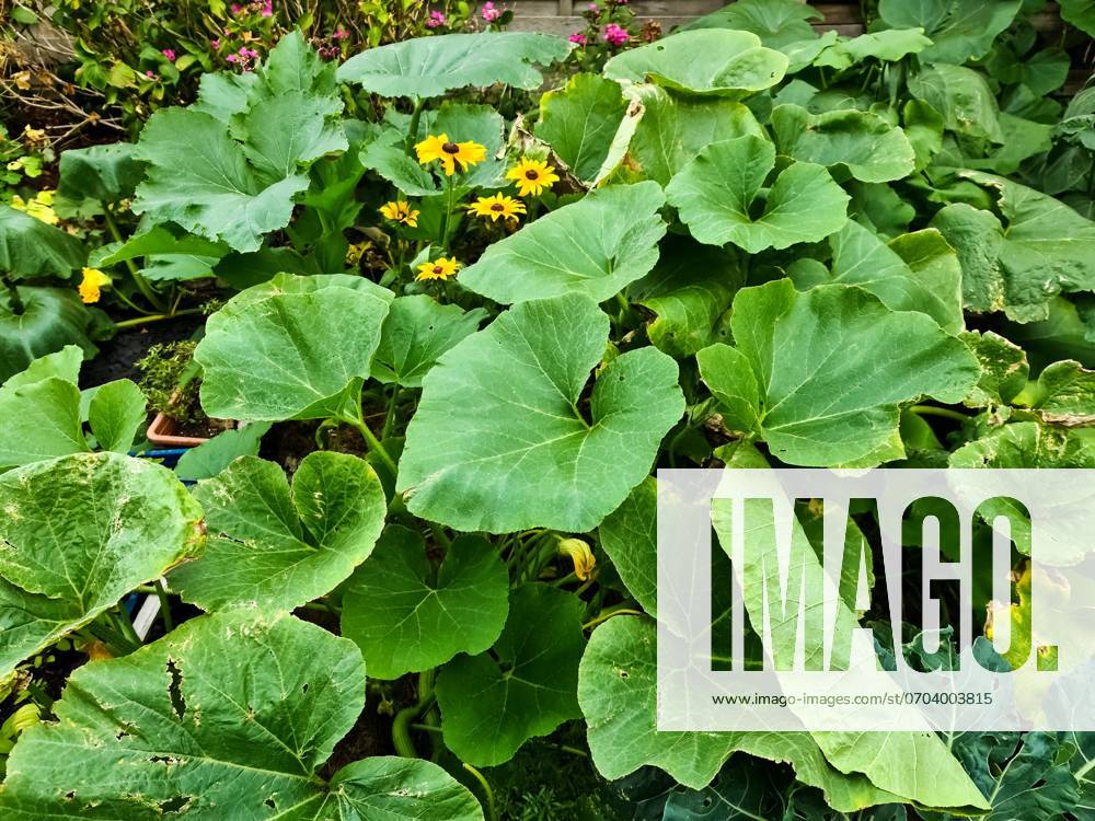 Great green Sheets from Pumpkin plants in a Garden 1127131517