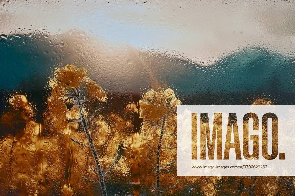 Abstract Yellow Rapeseed Field Behind Glass Window With Rain Drops ,model released, Symbolfoto