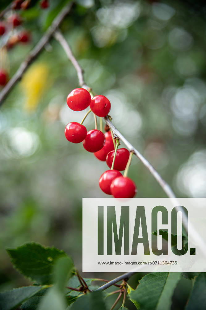 IMAGO Creative, Jahreszeit Sommer, Kirschen Red cherries hanging from the garden tree with bokeh Copenhagen, Denmark R_LXJF240714-1482448-01 ,model released, Symbolfoto ,property released