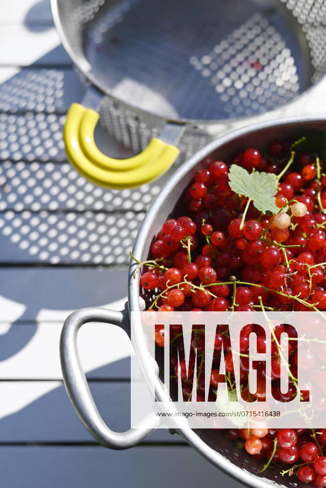 Freshly harvested red currants in colander, Hamburg Hamburg Deutschland Altes Land GISF01117