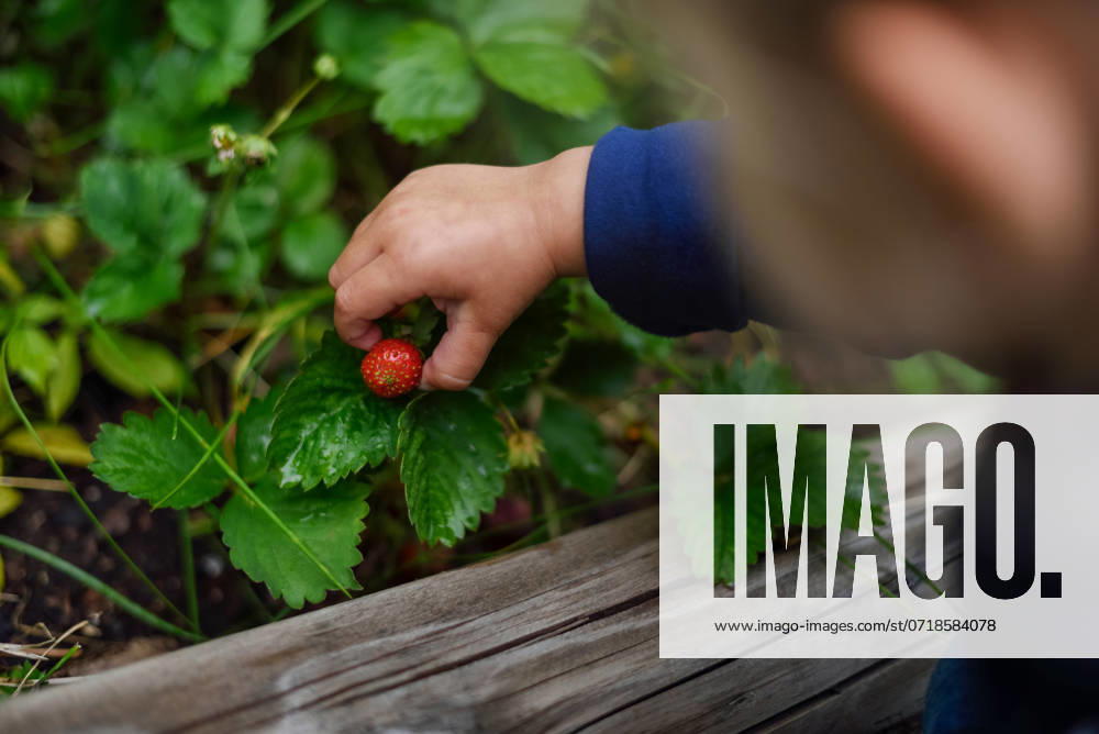 IMAGO Creative, Sommer, Sommertage im Garten Little child picks a ripe organic strawberry from a garden. Canada, British Columbia, Sparwood R_PKZL240726-1496286-01 ,model released, Symbolfoto