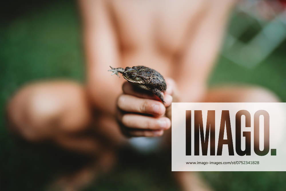 IMAGO Creative, Sommer, Sommertage im Garten CLose up of frog in child s hand on summer day Málaga, Andalusia, Spain R_TANI240806C-965879-01 ,model released, Symbolfoto
