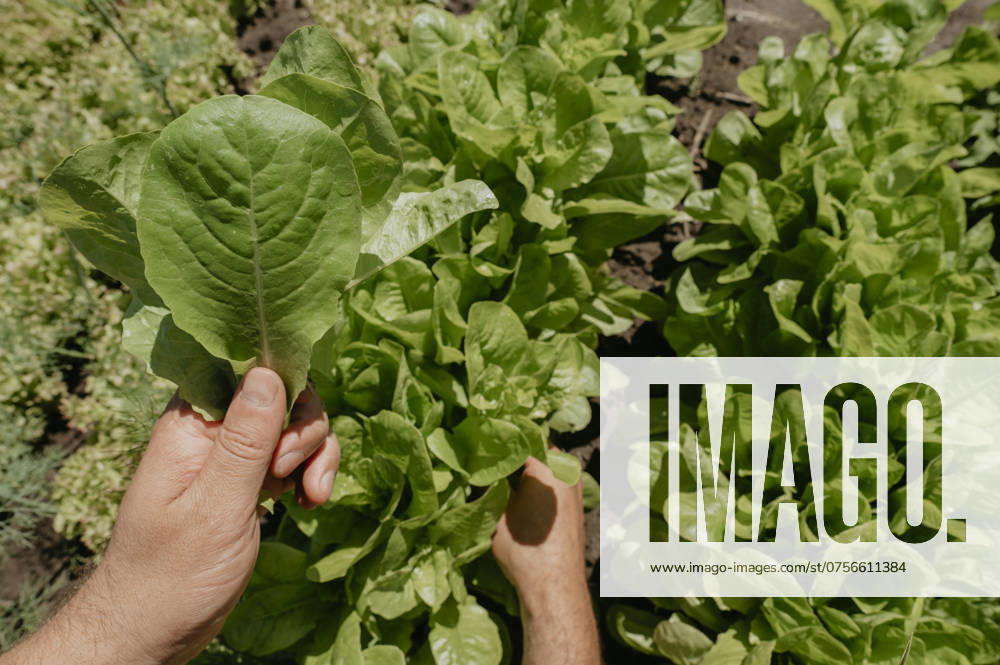 Hands of man collecting fresh spinach from garden model released, Symbolfoto, ANAF03450