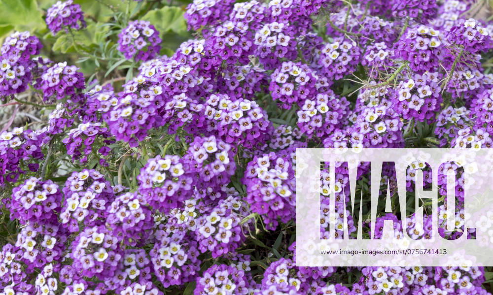 Alyssum (Lobularia maritima) Alyssum (Lobularia maritima)