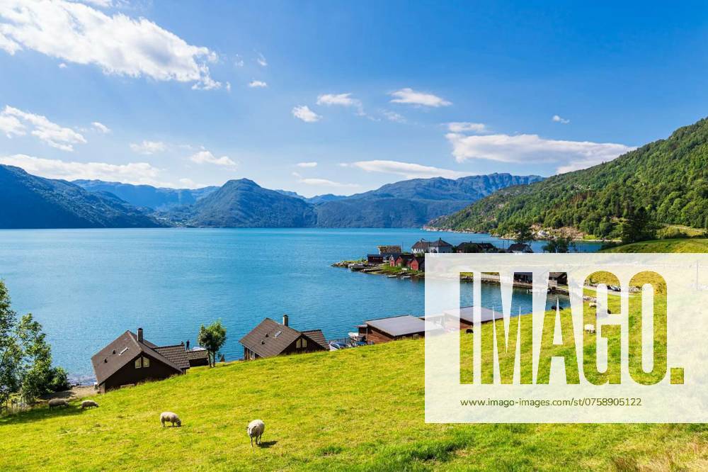 View over the Åkrafjord with sheeps in Norway, View over the Åkrafjord with sheeps in Norway., View over the Åkrafjord with sheeps in Norway., 13.07.2024,