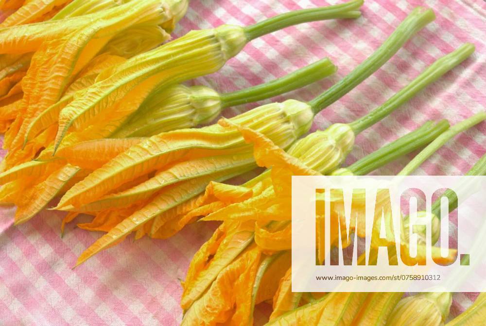 Fresh courgette flowers, freshly picked courgette flowers, freshly picked courgette flowers, 05.07.2024,