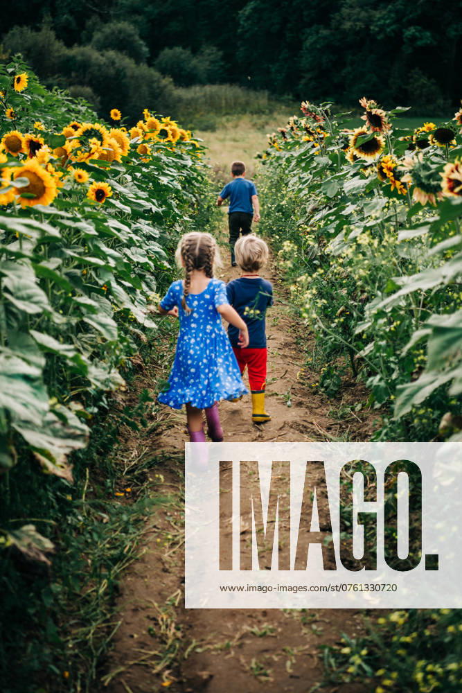 IMAGO Creative, Sommer, Sommertage im Garten Children walking along a sunflower-lined dirt path in a vibrant field Ipswich, Massachusetts, United States CR_FKNH240910-1537452-01 ,model released, Symbolfoto