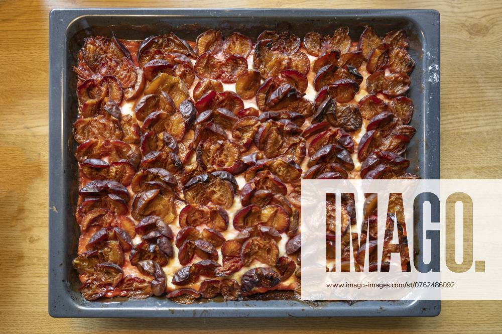 IMAGO Creative, Herbst, Food, Pflaumenkuchen Frischer Zwetschgenkuchen auf einem Backblech, Bayern, Deutschland, Europa Fresh plum cake on a baking tray, Bavaria, Germany, Europe
