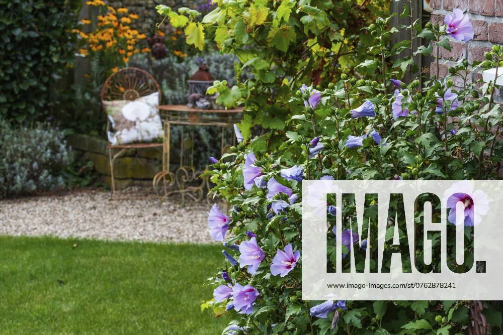 Gartenansicht mit lila Blumen im Vordergrund, einem Stuhl und einem Tisch in einem Blumenbeet, Weseke, Münsterland, deutschland Garden view with purple flower-bed in the foreground, a chair and a table in a flower bed, Weseke, Münsterland, Germany, Europe