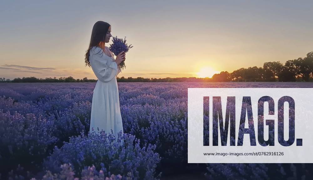 Junge Frau trägt ein weißes Kleid auf einem Lavendelfeld riechen lila Lavandula Blumen Bouquet. Schöne Braut in Harmonie mit der Natur, Ehe Glück Konzept, malerische Sommerlandschaft Young woman wearing a white dress on a lavender field smelling purple lavandula flowers bouquet. Beautiful bride in harmony with nature, marriage happiness concept, picturesque summer scenery