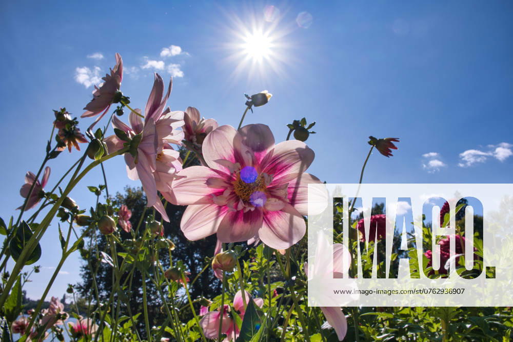 Dahlias under the sun