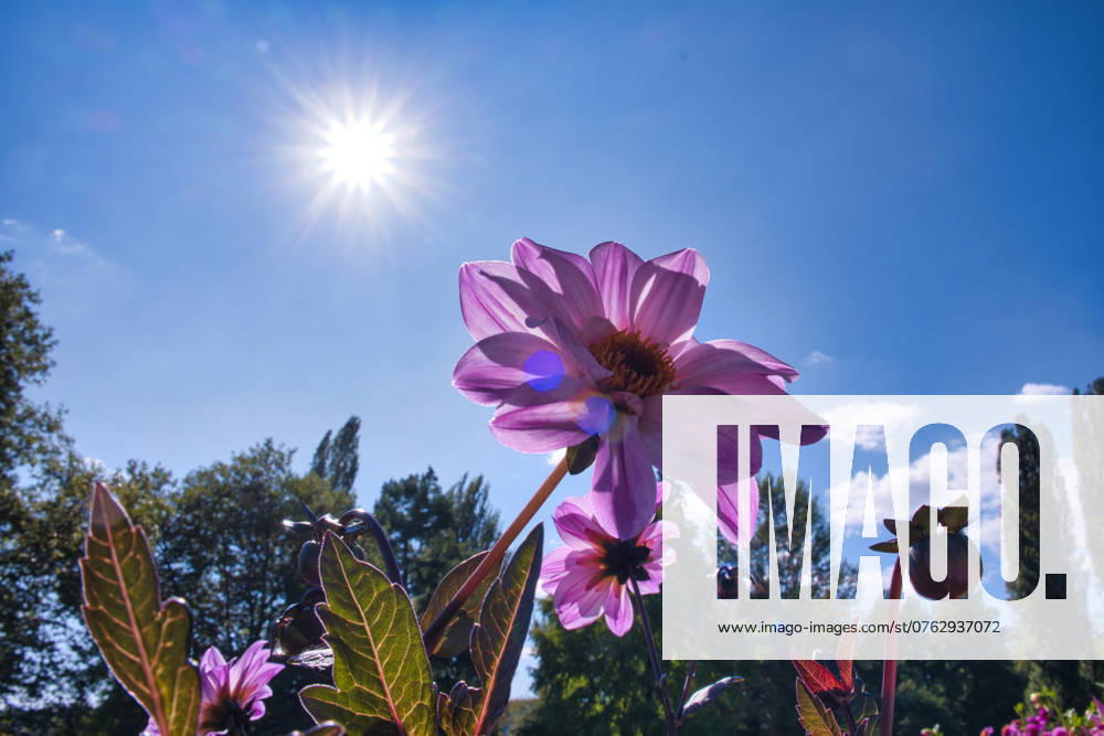 Dahlias under the sun