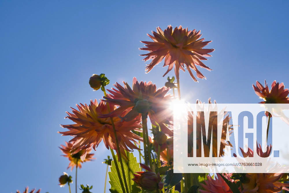 Dahlias under the sun