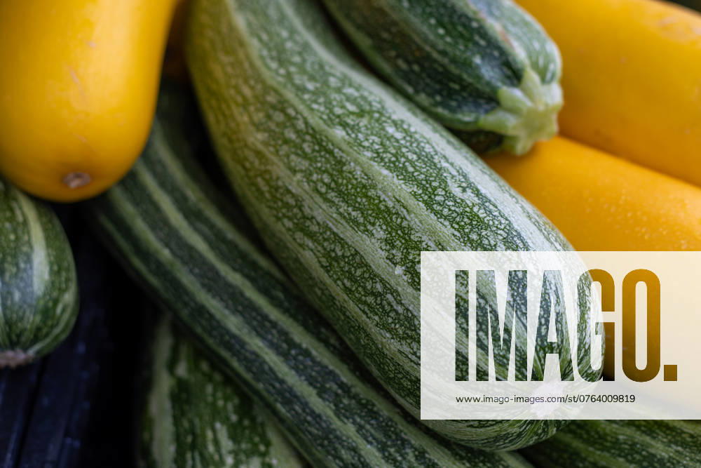 Close-up of striped green zucchini and yellow squash piled together Kelowna, British Columbia, Canada R_PESF240921C1-1542741-01 ,property released