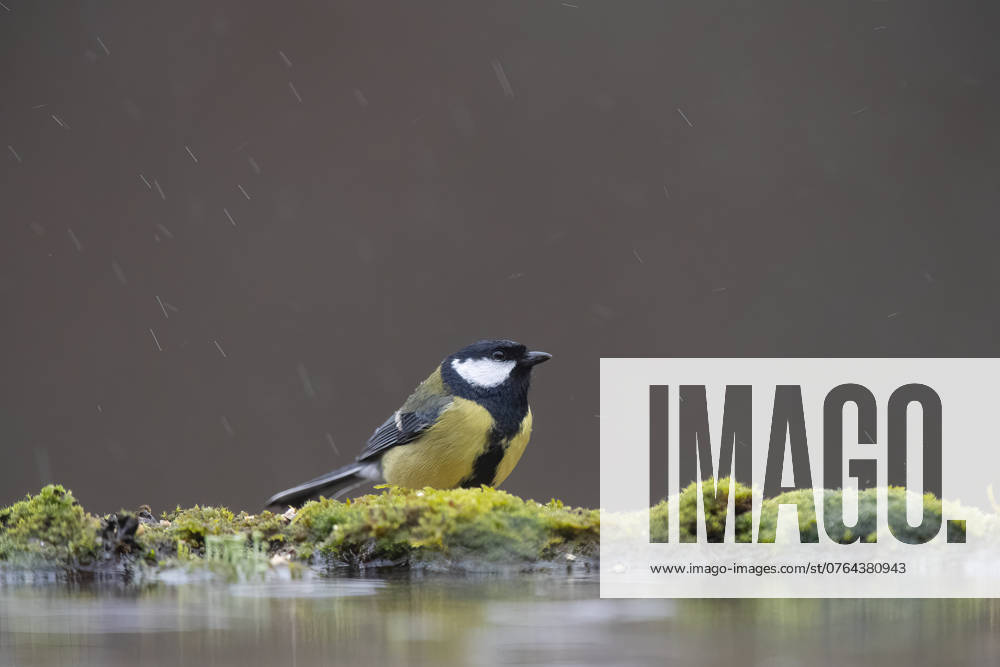 A Great tit sits gracefully on a moss-covered surface, with light rainfall creating a serene backdrop, highlighting its vibrant yellow and black plumage. Model Released DavidJerez_ID24001_695786_007