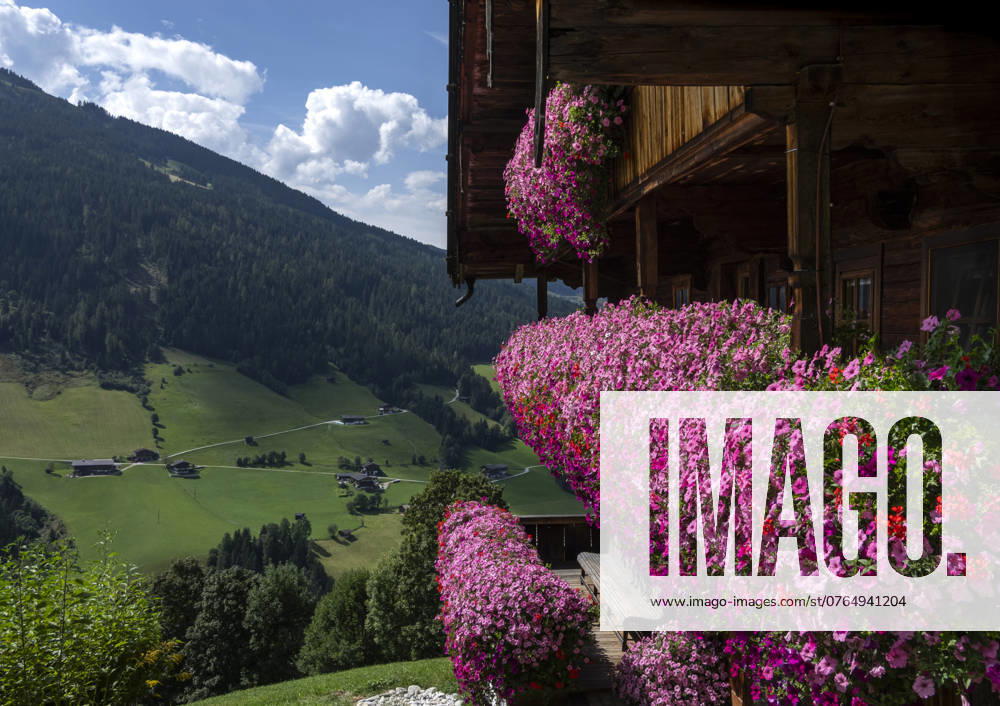 Alpbach flowers as a trademark An incredible splendor of flowers adorns this typical wooden house above Alpbach in the Kitzbühel Alps Austria The flowers on balcony railings and window sills have been part of the brand essence of the award-winning village of Alpbach Tirol Austria for decades