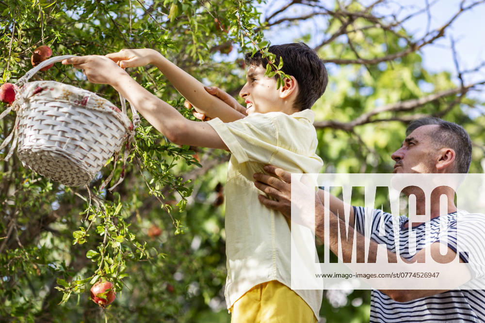 IMAGO Creative, Jahreszeit Sommer, Sommerferien Father and son picking pomegranates together ?zmir, ?zmir, Türkiye CR_THNZ241018-1566137-01 ,model released, Symbolfoto