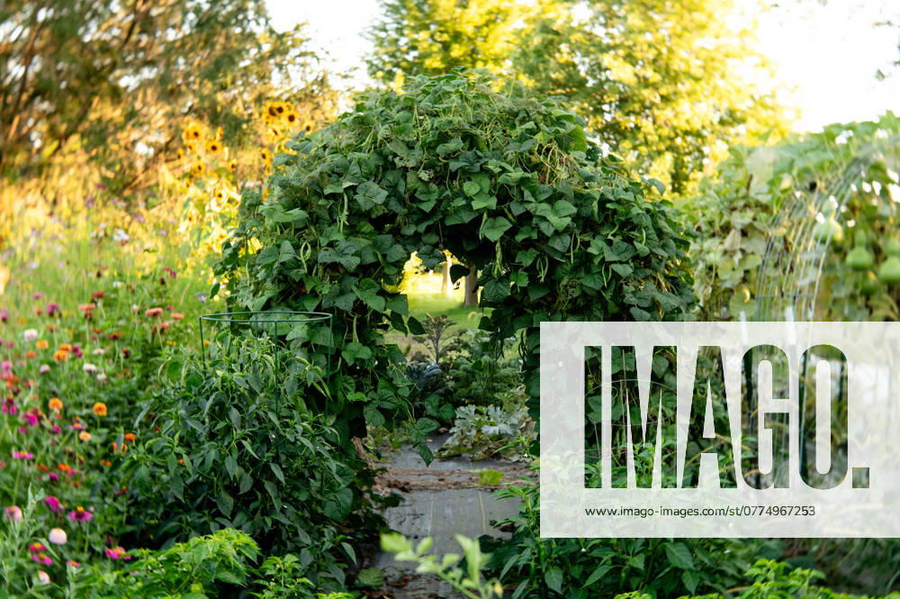 IMAGO Creative, Sommer, Sommertage im Garten Arch covered with climbing green bean plants, colorful garden fl Elburn, Illinois, United States R_MCKJ241021-1565079-01 ,property released