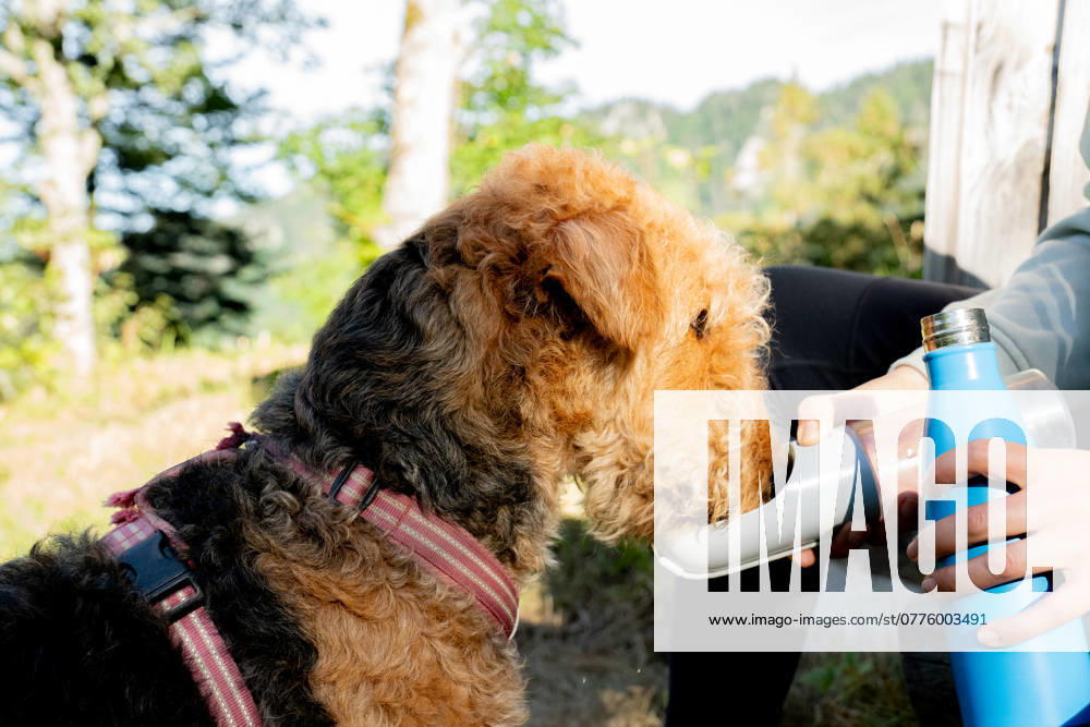 An Airedale Terrier dog drinks water from a portable bottle, held by a person, amidst the natural surroundings of Rochers de Naye in the Swiss Alps Model Released NicoescobarPhoto_ID24157_700147_002