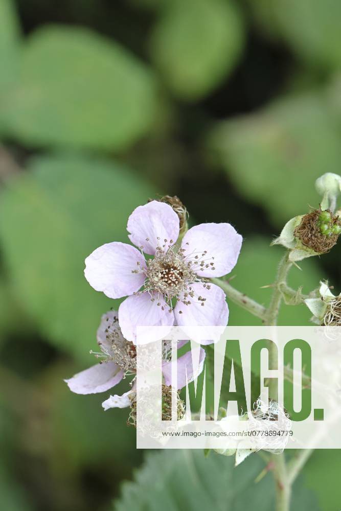 Brombeeren (Rubus sectio Rubus), Blüte am Strauch, Nahaufnahme, Wilnsdorf, Nordrhein-Westfalen, Deutschland, Europa Blackberries (Rubus sectio Rubus), blossom on the bush, close-up, Wilnsdorf, North Rhine-Westphalia, Germany, Europe