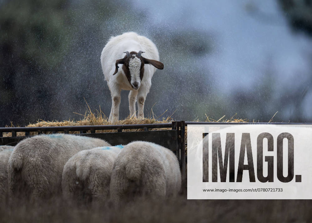 Heavy rain falls as a goat and sheep feed in their drenched pasture near Elkton southwestern Oregon. A powerful storm system known as a bomb cyclone is effecting the Pacific Northwest and Northern California with torrential rainfall and heavy snow in the mountains. Elkton USA - ZUMAl31_ 20241121_zaf_l31_001