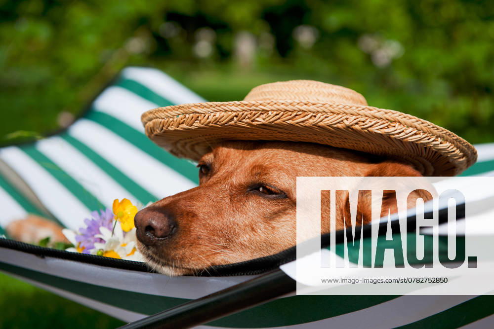 Dog on vacation Dog lazy on it s bed with funny hat and flowers