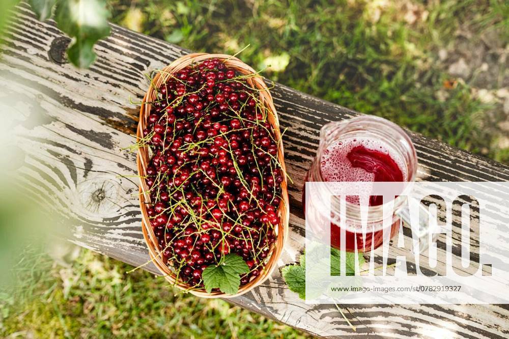 Fresh red currant in basket and red currant beverage on wooden table. Fruits from home garden. Summer refreshments. Soft drink. Red currant compote. Healthy food. Homemade healthy drink. Seasonal fruits, Fresh red currant in basket and red currant beverage on wooden table. Fruits from home garden. Summer refreshments. Soft drink. Red currant compote. Healthy food. Homemade healthy drink. Seasonal fruits, Fresh red currant in basket and red currant beverage on wooden table. Fruits from home garden. Summer refreshments. Soft drink. Red currant compote. Healthy food. Homemade healthy drink. Seasonal fruits, 20.11.2024,