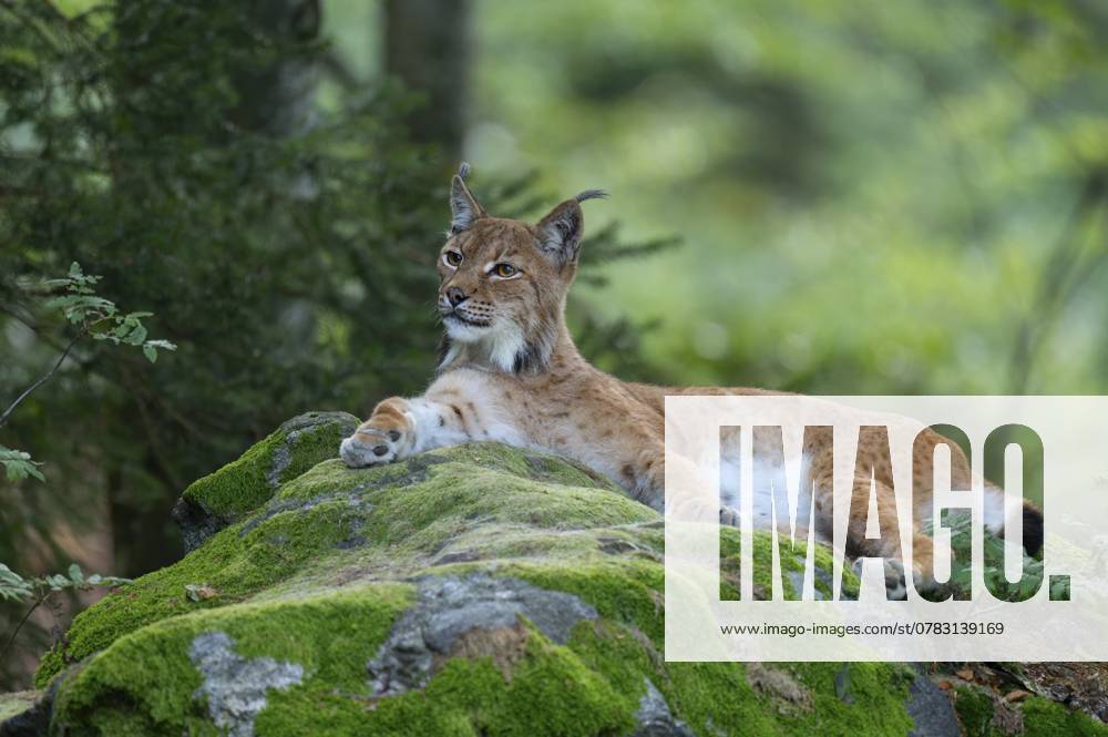 Eurasischer Luchs (Lynx lynx) liegt auf einem mit Moos bewachsenen Felsen im Wald und schaut aufmerksam, Deutschland, Europa Eurasian lynx (Lynx lynx) lies on a moss-covered rock in the forest and looks attentively, Germany, Europe