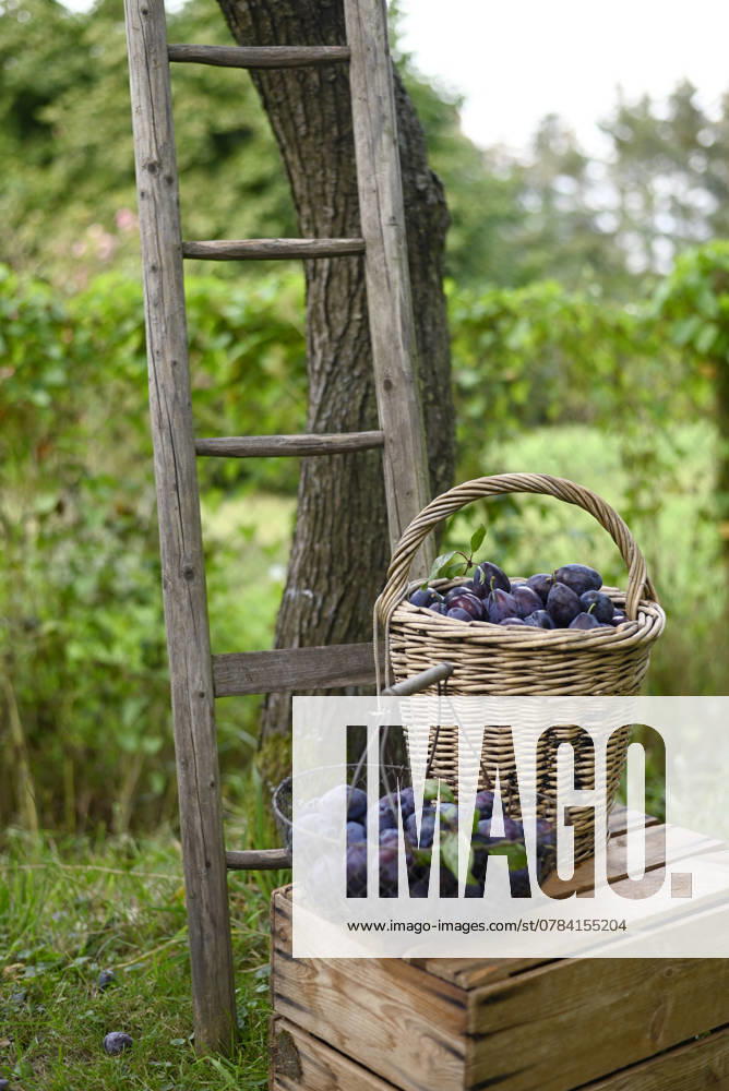 IMAGO Creative, Jahreszeit Sommer, Food, Pflaume Harvested plums in basket and net bag placed outdoors with a ladder and wooden box in a garden, Hamburg Hamburg Deutschland Altes Land GISF01137
