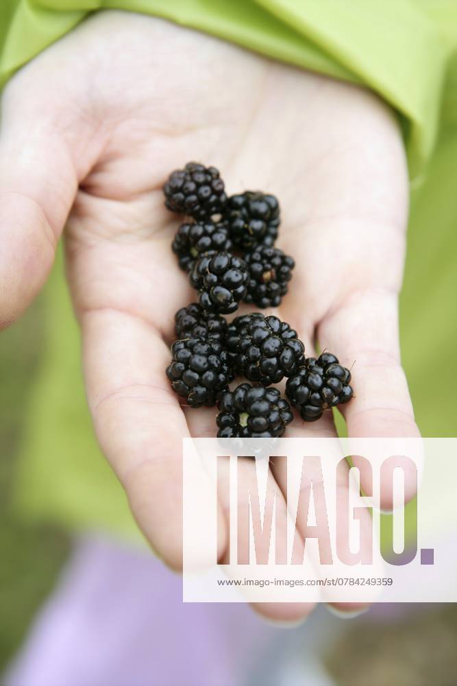 Brombeeren auf der Hand einer Bäuerin im Wald Blackberries on a farmer woman hand in the forest