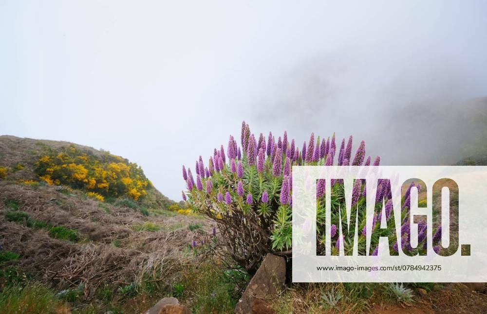 View near Pico do Arieiro, Portugal in clouds, View near Pico do Arieiro of mountains in clouds with Pride of Madeira flowers and blooming Cytisus shrubs. Madeira island, Portugal, View near Pico do Arieiro of mountains in clouds with Pride of Madeira flowers and blooming Cytisus shrubs. Madeira island, Portugal, 08.12.2024,