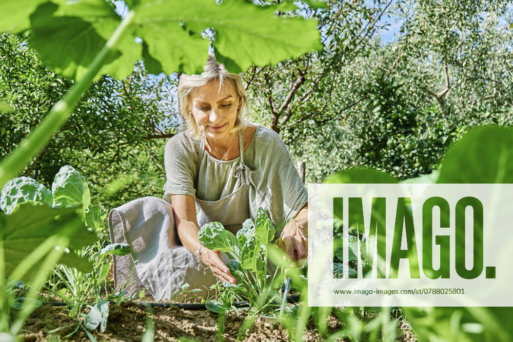 Smiling mature farmer taking care of spinach at farm on sunny day model released, Symbolfoto, CATF00471