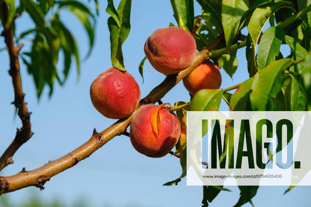 Peaches growing on a tree. Fresh peach tree. A bunch of ripe apricots branch in sunlight , 47442618.jpg, peach, tree, orchard, plant, nectarine, branch, background, farm, fruit, garden, fresh, harvest, leaf, yellow, agriculture, bunch, colorful, delicious, food, group, growing, red, summer, white, beautiful, ripe, bright, crop, diet, good, green, grow, healthy, juicy, natural, nature, nice, nutrition, orange, organic, pick, sunny, sweet, tasty, vitamin, berry, closeup, color, season RECORD DATE NOT STATED