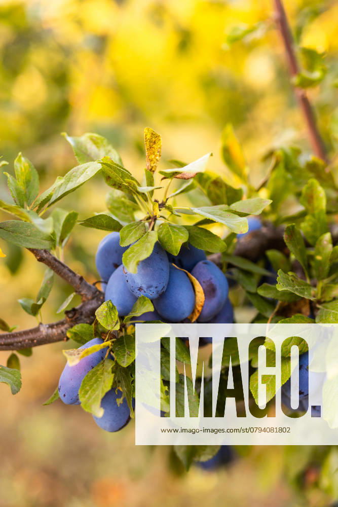 IMAGO Creative, Jahreszeit Sommer, Food, Pflaume Close-up of ripe, vibrant plums hanging on sturdy tree branches surrounded by lush green leaves The vivid colors highlight the natural beauty and abundance of the fruit Model Released Ptashkimenko_ID25665_740984_007