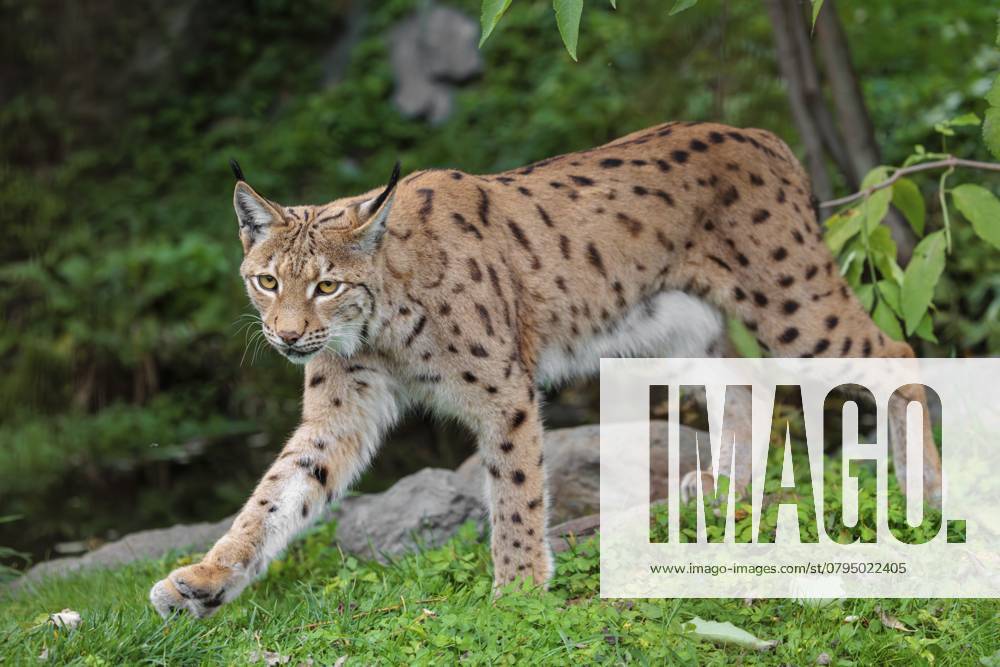 Ein Eurasischer Luchs (Lynx lynx) verlässt das Unterholz und pirscht sich an etwas heran A Eurasian lynx (Lynx lynx) leaves the undergrowth, stalking something