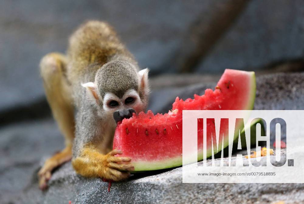 (170716) -- QUANZHOU, July 16, 2017 -- A monkey eats watermelon at a zoo in Quanzhou, southeast China s Fujian Province, July 16, 2017. As hot weather continued, staff members of Quanzhou Wildlife Zoo offered watermelon, fans or air conditioners for animals. ) (zkr) CHINA-QUANZHOU-MONKEY(CN) ZhangxJiuqiang