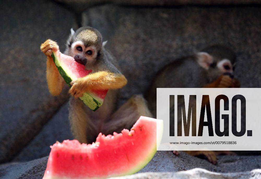 (170716) -- QUANZHOU, July 16, 2017 -- A monkey eats watermelon at a zoo in Quanzhou, southeast China s Fujian Province, July 16, 2017. As hot weather continued, staff members of Quanzhou Wildlife Zoo offered watermelon, fans or air conditioners for animals. ) (zkr) CHINA-QUANZHOU-MONKEY(CN) ZhangxJiuqiang